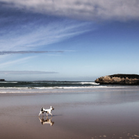 TripleNine-Beach-Dog.jpg
