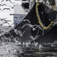 TripleNine-Boat-Seagulls-Closeup.jpg