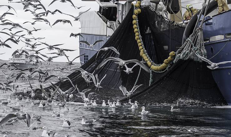 TripleNine-Boat-Seagulls-Closeup.jpg