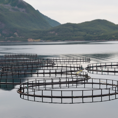 TripleNine-Akvakultur-Dambrug.jpg
