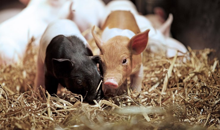 TripleNine-Agriculture-Pigs.jpg
