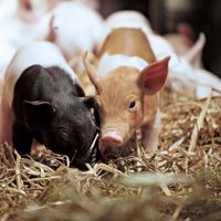 TripleNine-Agriculture-Pigs.jpg