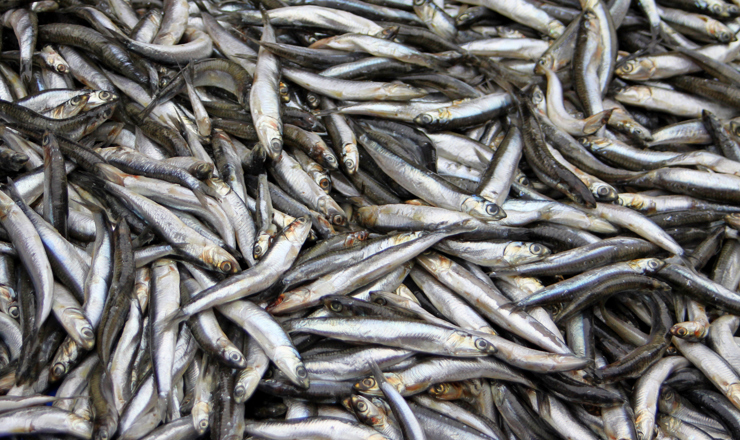 TripleNine-Fish.jpg