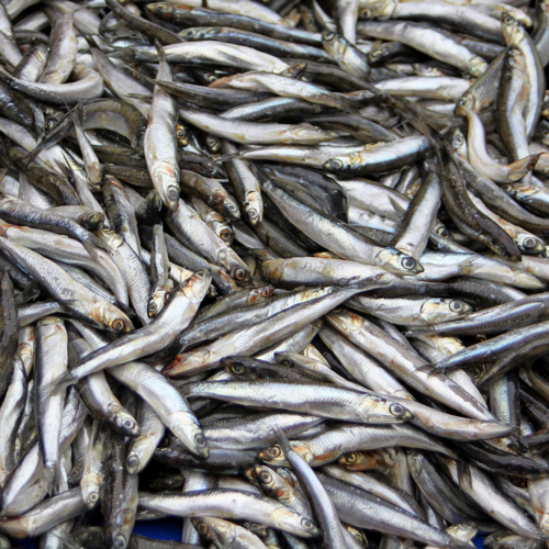 TripleNine-Fish.jpg
