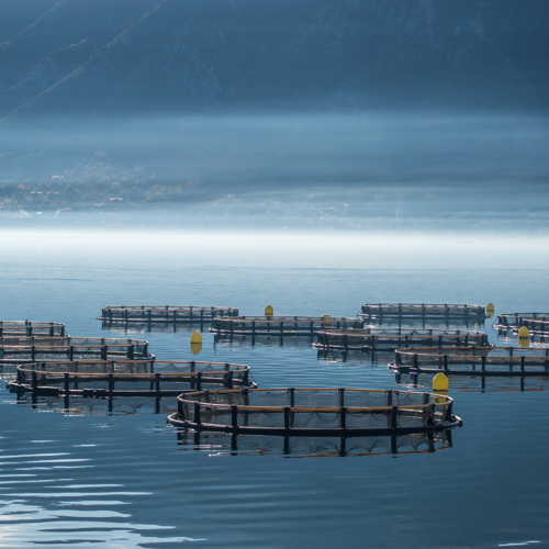 aquaculture-1.jpg
