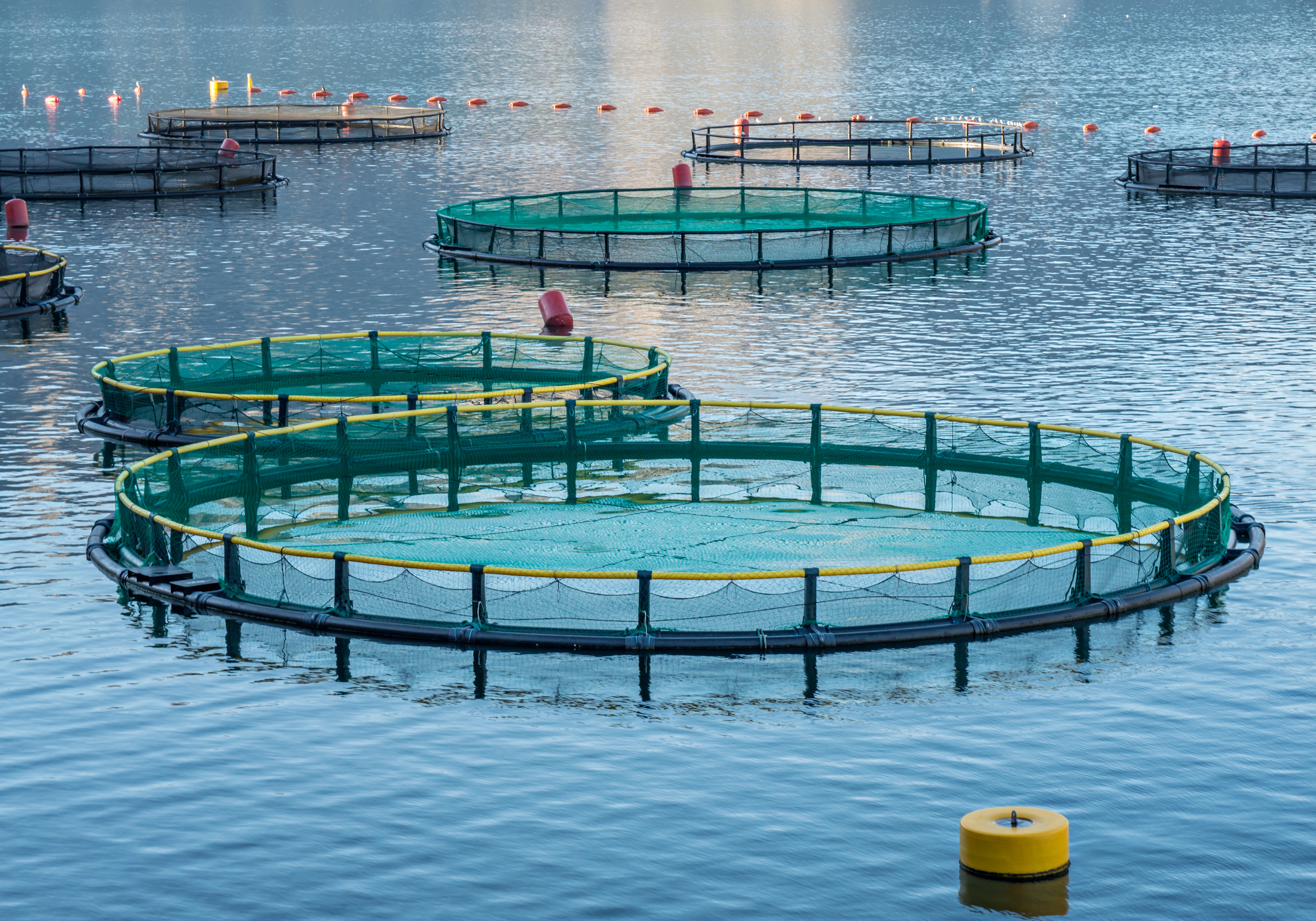 Essential ingredients in the feed for aquaculture