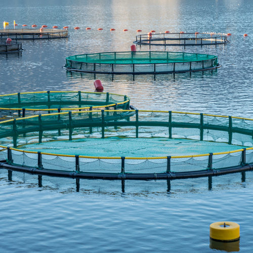 aquaculture-2.jpg