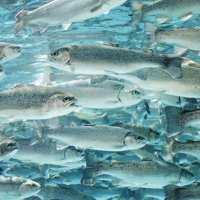 fish-shoal-1.jpg