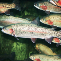 fish-shoal-2.jpg