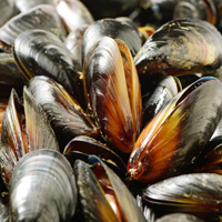 Blue mussel.jpeg