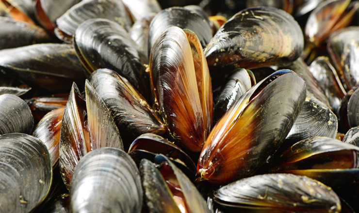 Blue mussel.jpeg